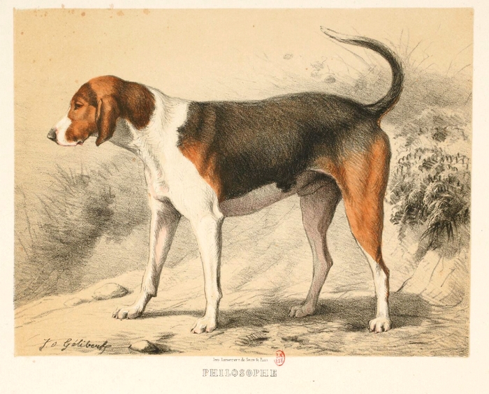 Philosophe par J. Gélibert - Tiré de l'Exposition du Bois de Boulogne (1863) - Journal des chasseurs